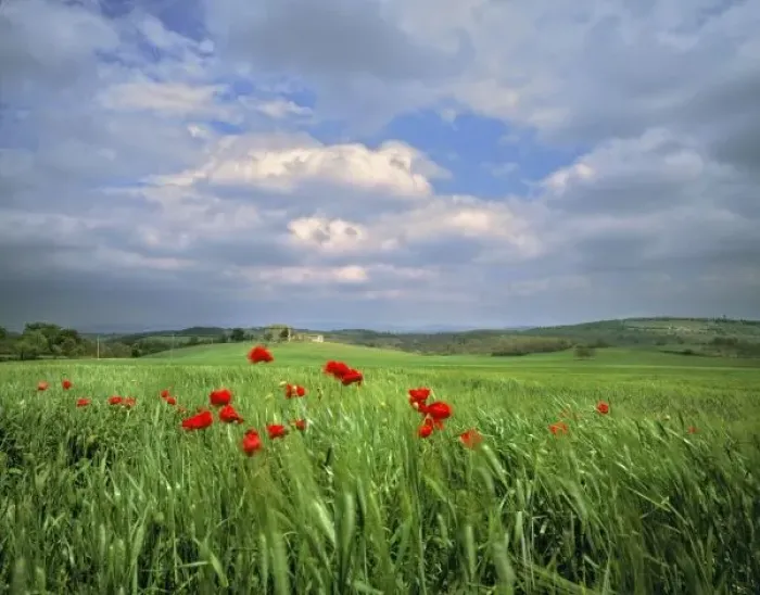 Framed Print : Europe, Tuscany, Poggiolo. Red poppies sway under a churning summer sky in Poggiolo, Tuscany, Italy