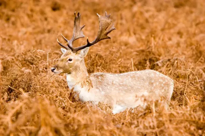 Framed Print : Europe; United Kingdom; England; London; Richmond Park Red Deer Framed Print : Europe; United Kingdom; England; London; Richmond Park Red Deer
