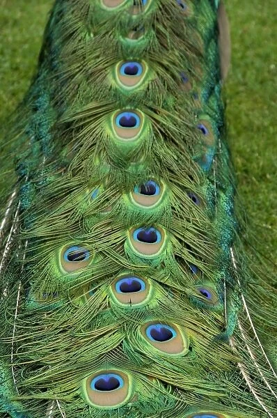 Europe, Wales, Cardiff. Cardiff Castle, peacock on castle grounds, tail plumage detail