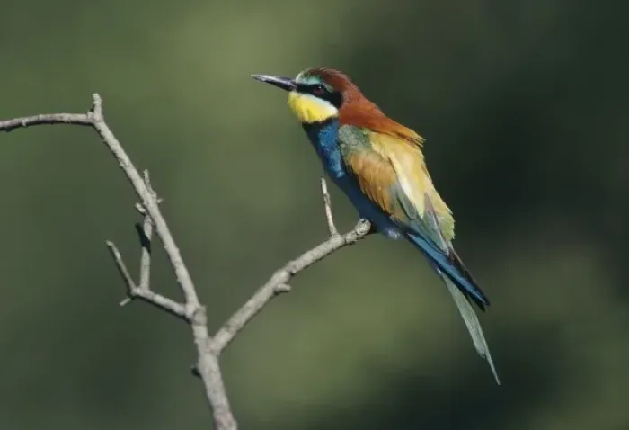 Framed Print : European Bee-eater, Merops apiaster, adult, Scrivia River, Italy, May Framed Print : European Bee-eater, Merops apiaster, adult, Scrivia River, Italy, May