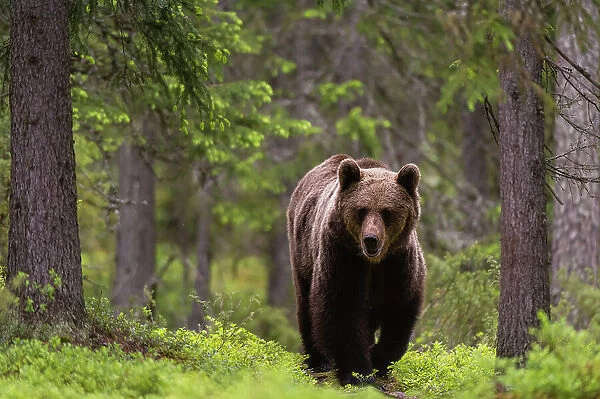A European brown bear, Ursus arctos, walking in the forest. Kuhmo, Oulu, Finland