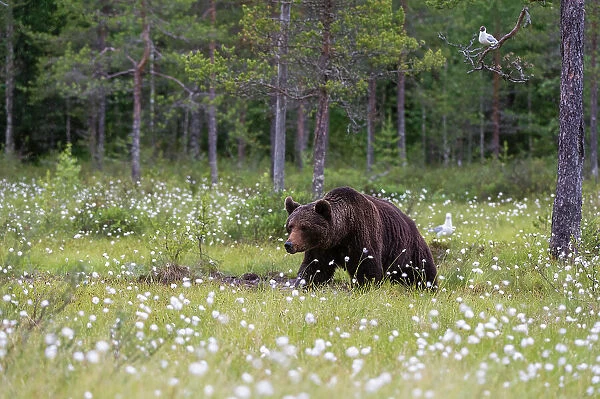 A European brown bear, Ursus arctos, walking in a meadow of blooming cotton grass, Kuhmo, Finland