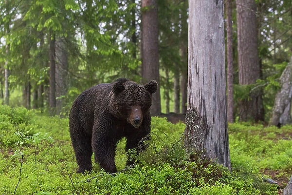 A European brown bear, Ursus arctos, walking in the forest. Kuhmo, Oulu, Finland