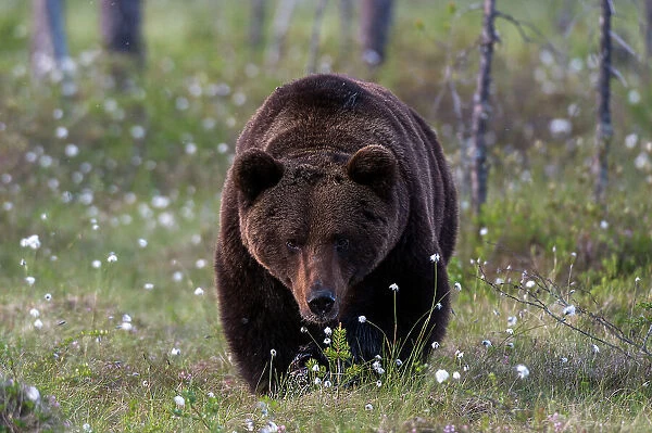A European brown bear, Ursus arctos, walking in a meadow of blooming cotton grass. Kuhmo, Oulu, Finland