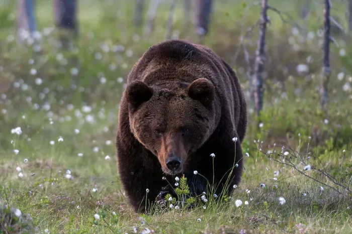 Framed Print : A European brown bear, Ursus arctos, walking in a meadow of blooming cotton grass. Kuhmo, Oulu, Finland Framed Print : A European brown bear, Ursus arctos, walking in a meadow of blooming cotton grass. Kuhmo, Oulu, Finland
