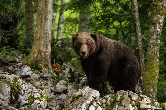 Framed Print : A European brown bear, Ursus arctos, standing and looking at the camera. Notranjska, Slovenia