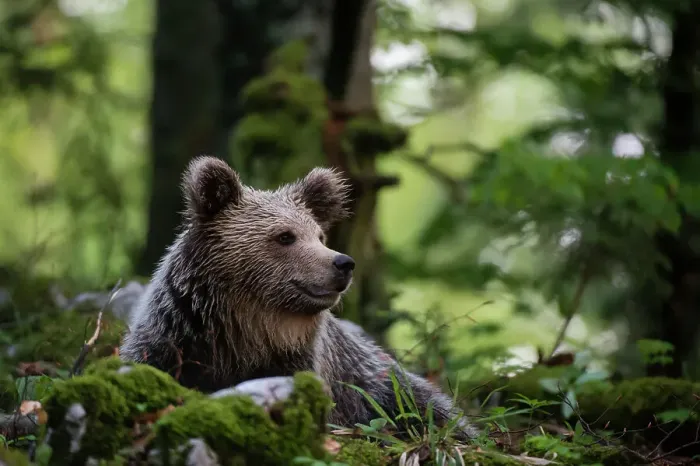 Framed Print : A European brown bear, Ursus arctos, resting in the forest. Notranjska forest, Inner Carniola, Slovenia Framed Print : A European brown bear, Ursus arctos, resting in the forest. Notranjska forest, Inner Carniola, Slovenia
