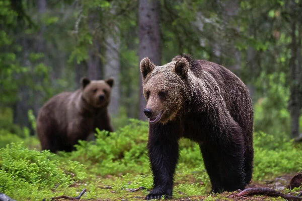 Two European brown bears, Ursus arctos, walking in the forest. Kuhmo, Oulu, Finland