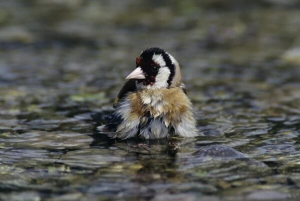 European Goldfinch, Carduelis carduelis, adult bathing, Scrivia River, Italy