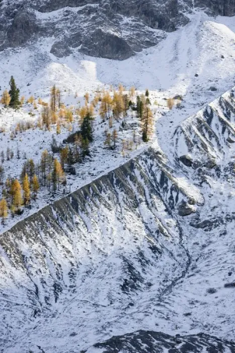 Framed Print : European Larch (Larix decidua), tree line at app 2350m, growing on the lateral morain Framed Print : European Larch (Larix decidua), tree line at app 2350m, growing on the lateral morain