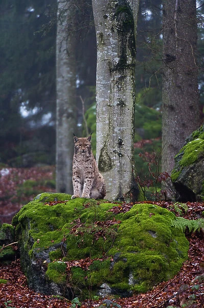 A European lynx, sitting atop a mossy boulder in a scenic forest. Bayerischer Wald National Park, Bavaria, Germany