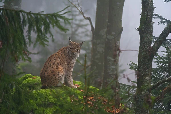 A European lynx, sitting on a mossy boulder in a foggy forest. Bayerischer Wald National Park, Bavaria, Germany