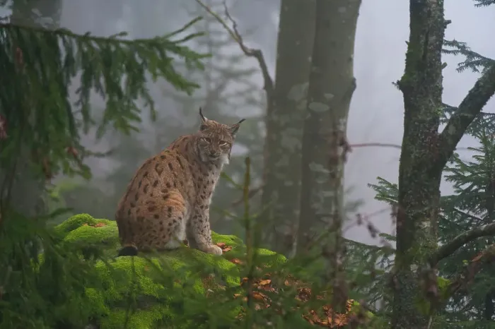 Framed Print : A European lynx, sitting on a mossy boulder in a foggy forest. Bayerischer Wald National Park, Bavaria, Germany Framed Print : A European lynx, sitting on a mossy boulder in a foggy forest. Bayerischer Wald National Park, Bavaria, Germany