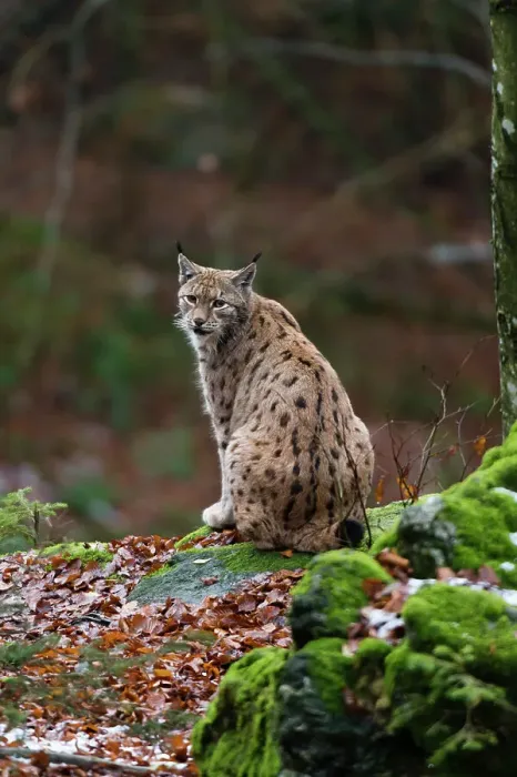 Framed Print : A European lynx, sitting on a mossy rock and looking at the camera. Bayerischer Wald National Park, Bavaria, Germany