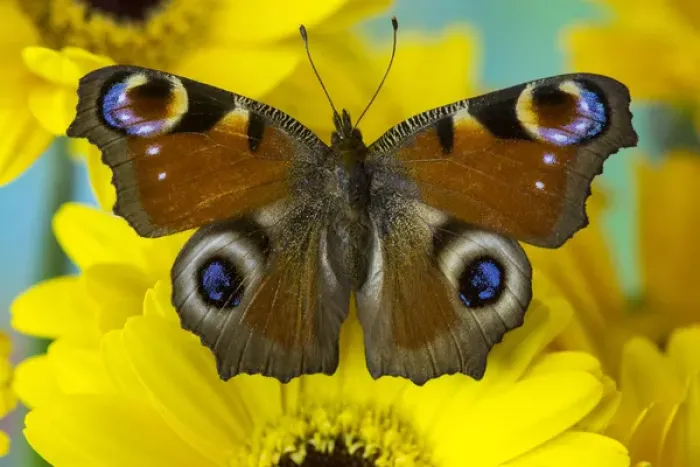 Framed Print : The European Peacock Butterfly, Inachis io Framed Print : The European Peacock Butterfly, Inachis io