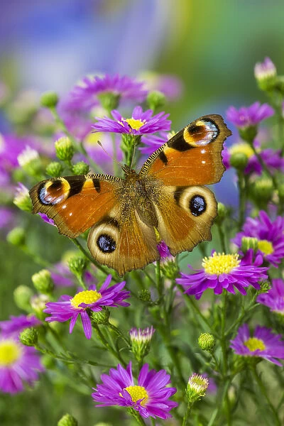 The European Peacock Butterfly, Inachis io