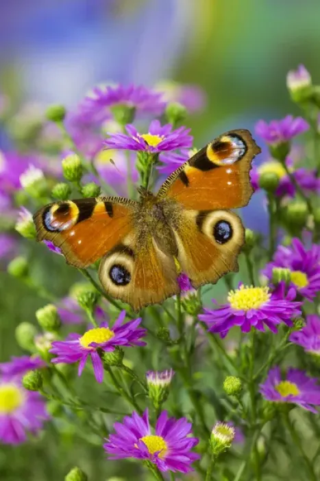 Framed Print : The European Peacock Butterfly, Inachis io Framed Print : The European Peacock Butterfly, Inachis io