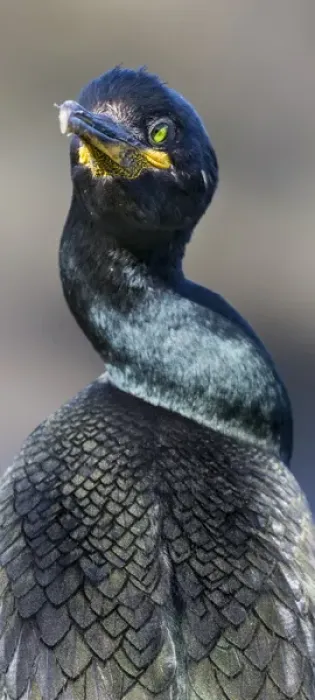 Framed Print : European Shag or Common Shag (Phalacrocorax aristotelis) on the Shetland Islands in Scotland