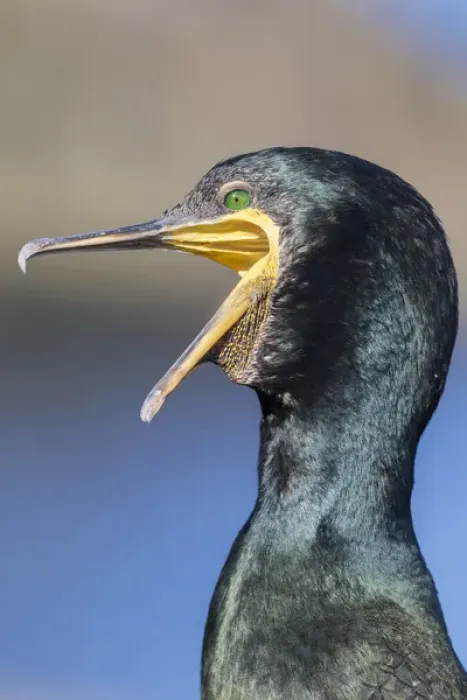 Framed Print : European Shag or Common Shag (Phalacrocorax aristotelis) on the Shetland Islands in Scotland Framed Print : European Shag or Common Shag (Phalacrocorax aristotelis) on the Shetland Islands in Scotland