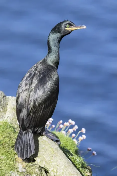 Framed Print : European Shag or Common Shag (Phalacrocorax aristotelis) on the Shetland Islands in Scotland Framed Print : European Shag or Common Shag (Phalacrocorax aristotelis) on the Shetland Islands in Scotland