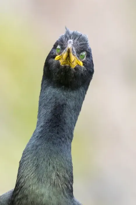 Framed Print : European Shag or Common Shag (Phalacrocorax aristotelis) on the Shetland Islands in Scotland Framed Print : European Shag or Common Shag (Phalacrocorax aristotelis) on the Shetland Islands in Scotland
