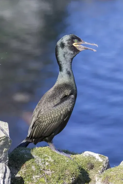 Framed Print : European Shag or Common Shag (Phalacrocorax aristotelis) on the Shetland Islands in Scotland Framed Print : European Shag or Common Shag (Phalacrocorax aristotelis) on the Shetland Islands in Scotland
