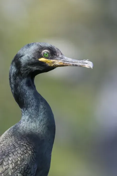 Framed Print : European Shag or Common Shag (Phalacrocorax aristotelis) on the Shetland Islands in Scotland