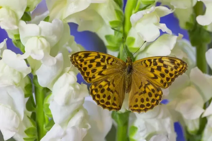 Framed Print : European Silver-washed fritillary Butterfly, Argynnis paphia butleri on Snapdragon Flower Framed Print : European Silver-washed fritillary Butterfly, Argynnis paphia butleri on Snapdragon Flower