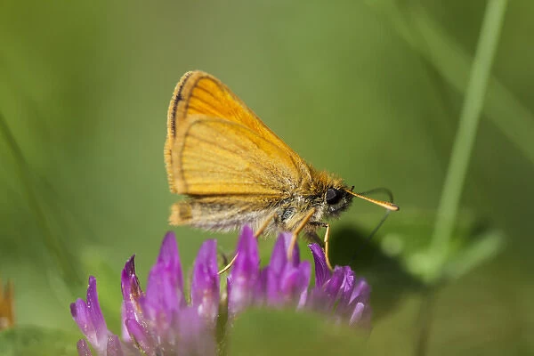 European Skipper butterfly, Thymelicus lineola, on clover at Phillips Farm in Marshfield