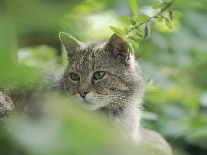 Framed Print : European wildcat (Felis silvestris silvestris) in Wildkatzendorf Huetscheroda Framed Print : European wildcat (Felis silvestris silvestris) in Wildkatzendorf Huetscheroda