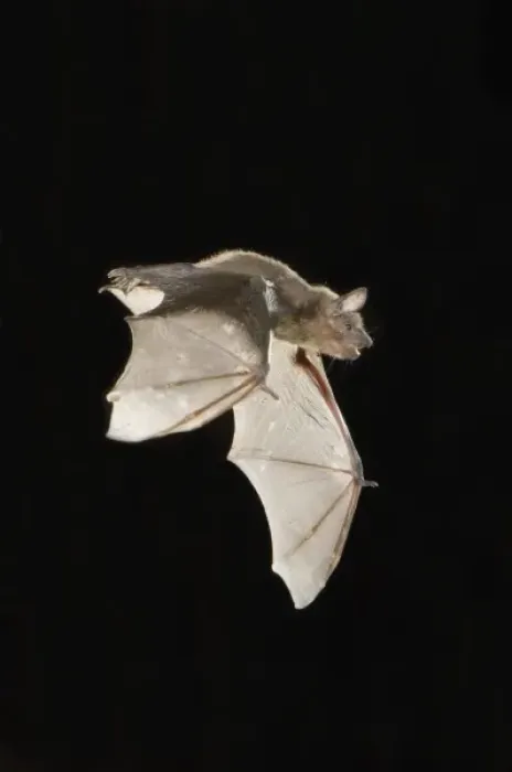Framed Print : Evening Bat, Nycticeius humeralis, adult in flight leaving Day roost in tree hole Framed Print : Evening Bat, Nycticeius humeralis, adult in flight leaving Day roost in tree hole