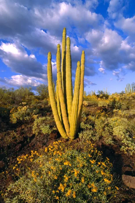 Framed Print : Evening light on brittlebush (Encelia californica) and Organ Pipe Cactus, Organ Pipe