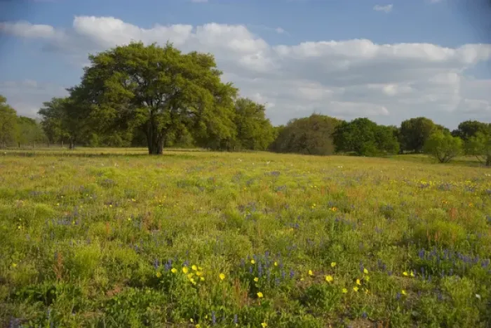Framed Print : Evening light on Oak and field of wildflowers near Devine, Texas