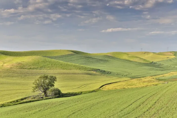 Framed Print : Evening light on rolling hills and wheat fields near Colfax, Eastern Washington