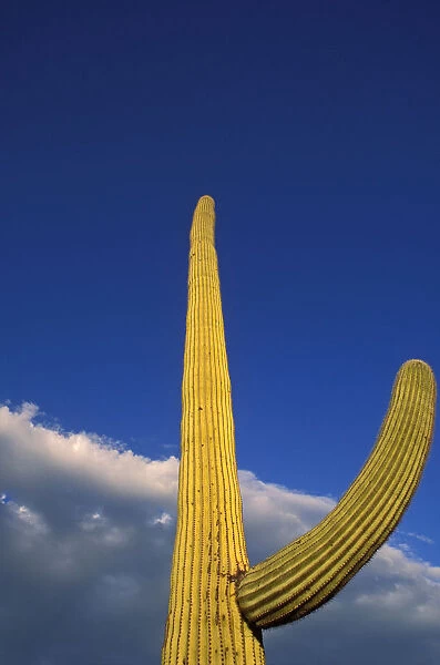Evening light on Saguaro Cactus under blue sky and clouds, Organ Pipe Cactus National Monument