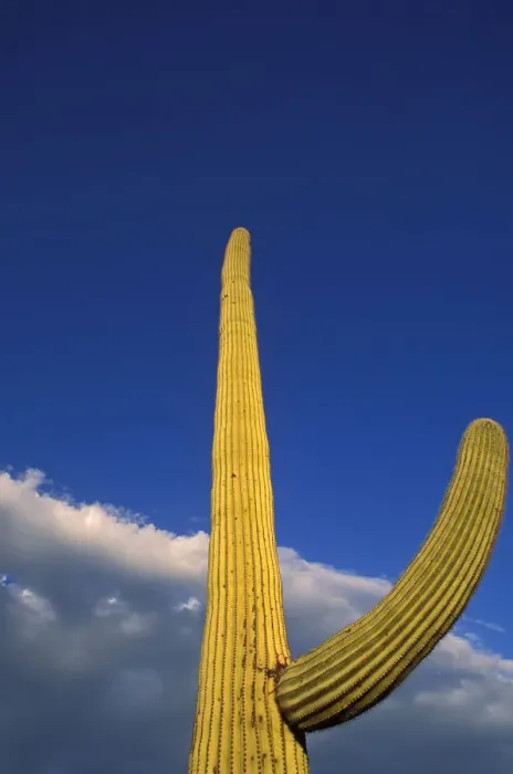 Framed Print : Evening light on Saguaro Cactus under blue sky and clouds, Organ Pipe Cactus National Monument Framed Print : Evening light on Saguaro Cactus under blue sky and clouds, Organ Pipe Cactus National Monument