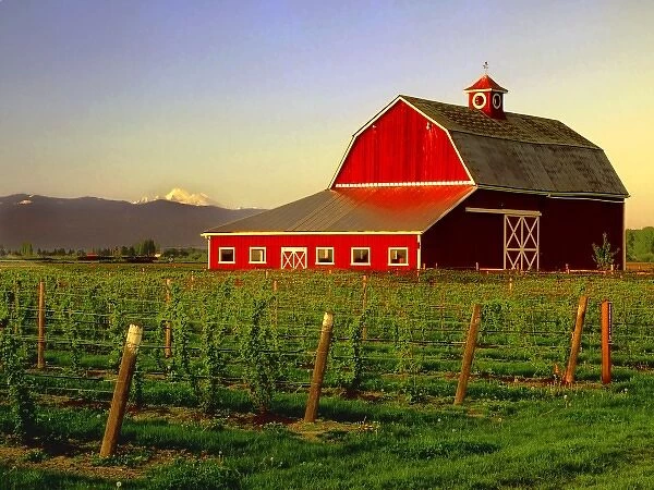 Evening sun on a barn in Washingtons Skagit Valleywith Mt. Baker looming in the distance