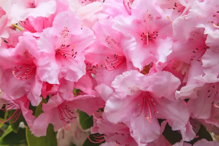 Framed Print : Evergreen azalea blooms in the spring and summer