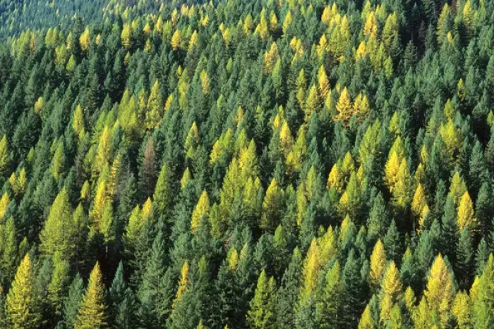 Framed Print : Evergreen Forest in Idaho USA