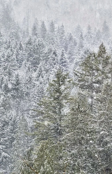 Evergreen trees covered in snow near Snoqualmie Falls, Washington State