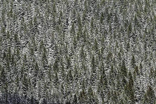 Evergreen trees on nearly vertical mountain slope, near Crystal Lake, Ouray, Colorado