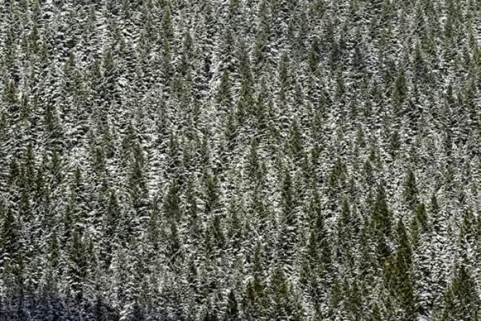 Framed Print : Evergreen trees on nearly vertical mountain slope, near Crystal Lake, Ouray, Colorado Framed Print : Evergreen trees on nearly vertical mountain slope, near Crystal Lake, Ouray, Colorado