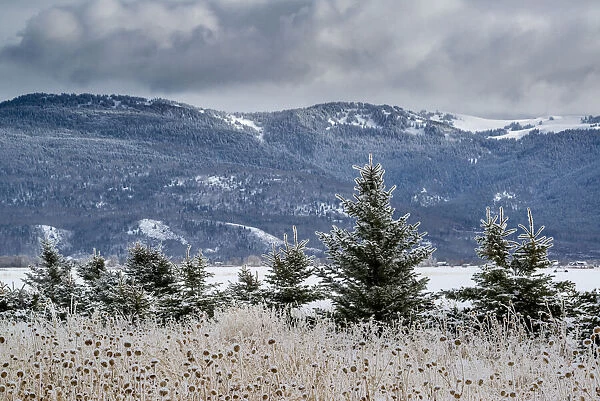 Evergreen trees in winter with Teton Mountains in distance, Driggs, Idaho