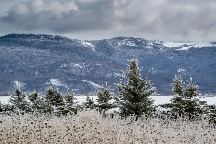 Framed Print : Evergreen trees in winter with Teton Mountains in distance, Driggs, Idaho Framed Print : Evergreen trees in winter with Teton Mountains in distance, Driggs, Idaho