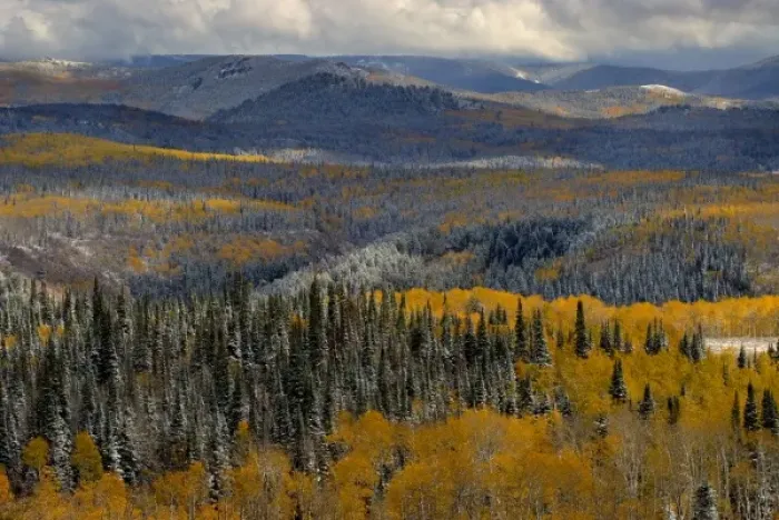 Framed Print : Evergreens and Aspens, Fall Snow storm near Encampment Wyoming, Aspen Alley, Battle Mountain Pass