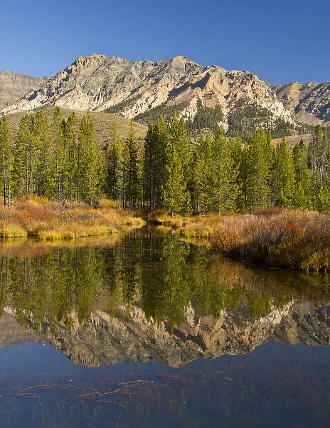 Evergreens; Boulder Mountains; reflection; Big Wood River; Sawtooth National Forest