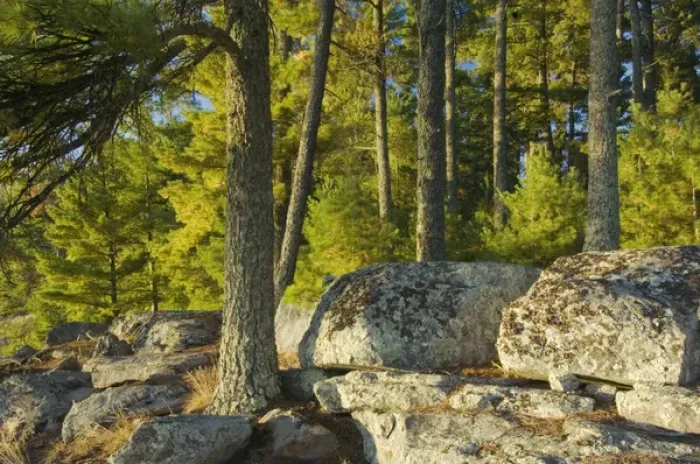Framed Print : Evergreens and rocks at Pine Point Campsite, Lake Kabetogama, Voyageurs National Park Framed Print : Evergreens and rocks at Pine Point Campsite, Lake Kabetogama, Voyageurs National Park