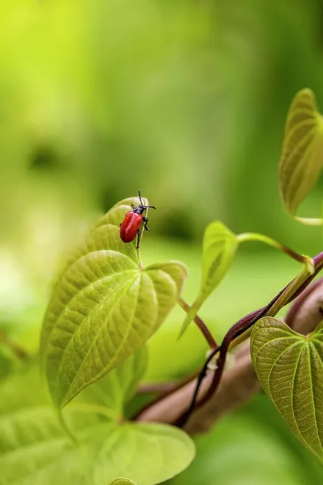 Framed Print : Exotic air potato leaf beetle eat leaves Framed Print : Exotic air potato leaf beetle eat leaves