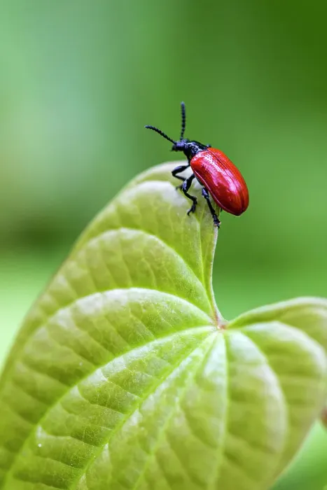 Framed Print : Exotic air potato leaf beetle eat leaves Framed Print : Exotic air potato leaf beetle eat leaves
