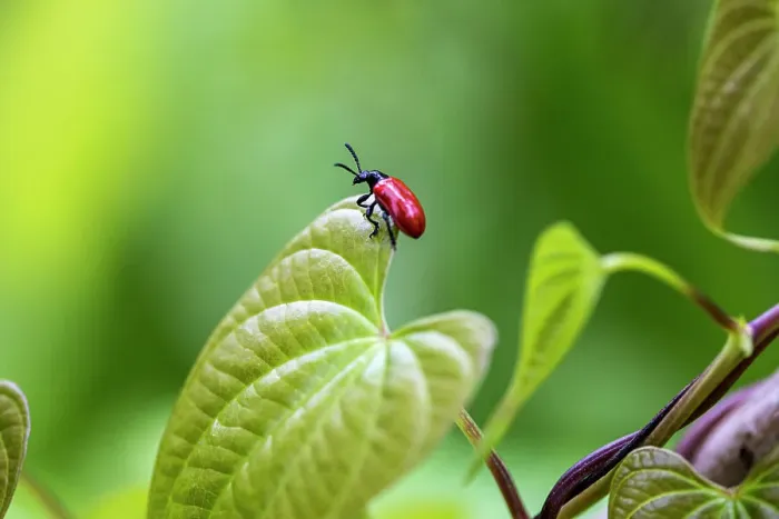 Framed Print : Exotic air potato leaf beetle eat leaves